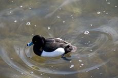 Reiherente (12 von 12).jpg